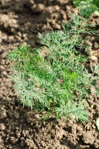 Yang dill på grunnbakgrunn – stockfoto