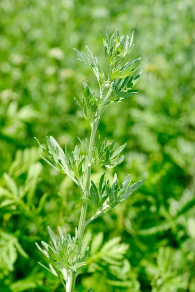 Ajenjo (Artemisia absinthium L.) sobre fondo verde Imagen De Stock