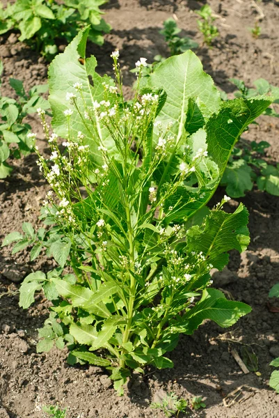 Rábano (Cochlearia armoracia) flor no fundo folhas verdes — Fotografia de Stock