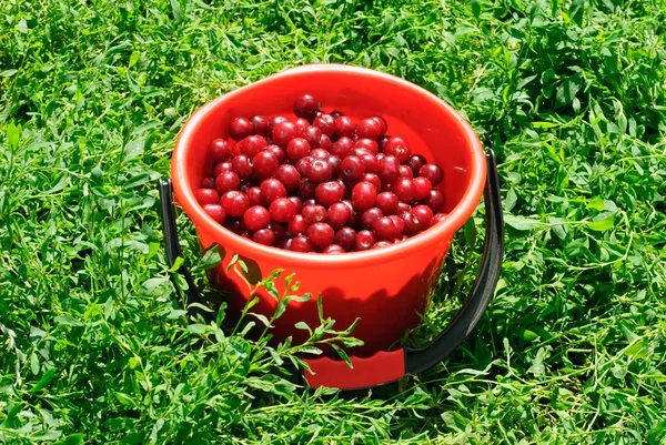 Cerejas vermelhas no balde vermelho e fundo verde — Fotografia de Stock