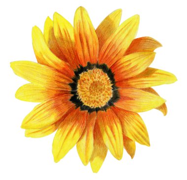 çizilmiş dahlia çiçeği