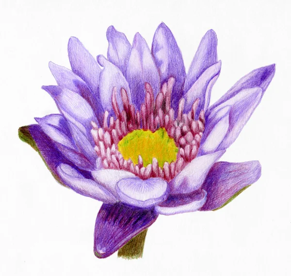 Hand-drawn lotus flower — Stock Photo, Image