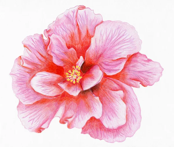 Hibisco rosa desenhado à mão — Fotografia de Stock