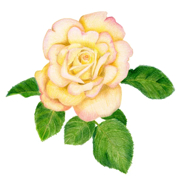 Handgezeichnete Goldene Rose — Stockfoto