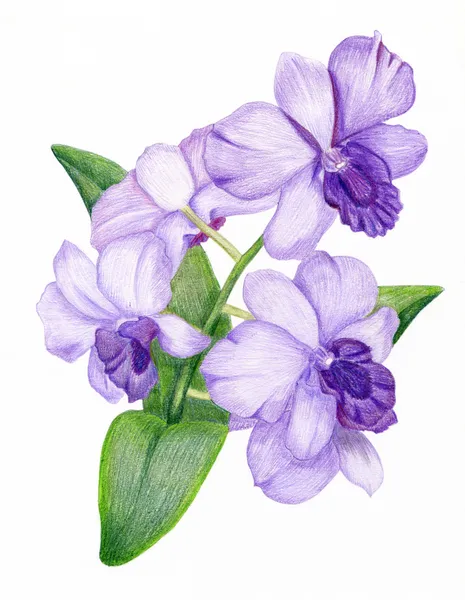 Hand-drawn lilac orchid branch — Stock Photo, Image