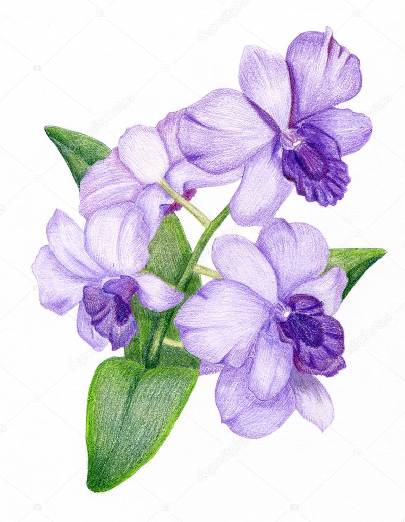 Hand-drawn lilac orchid branch