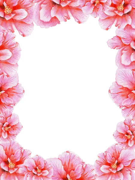 Handritade rosa hibiskus ram — Stockfoto