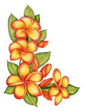 plumeria çizilmiş köşe