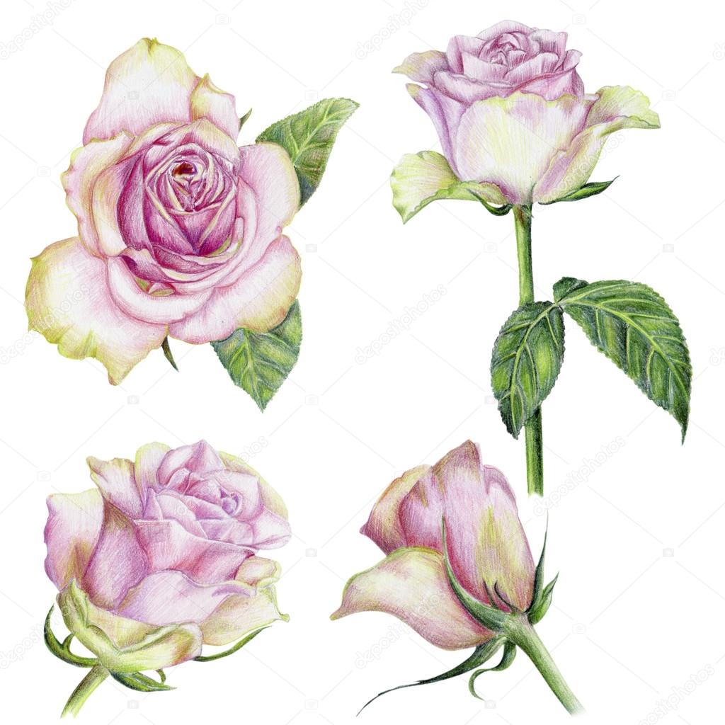 Hand-drawn set of roses