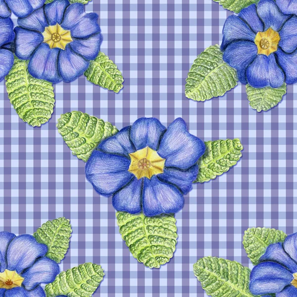 Primulas em fundo azul — Fotografia de Stock