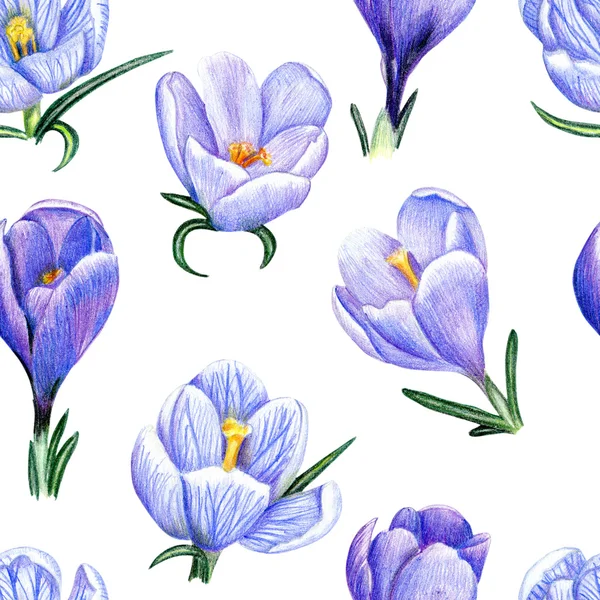 Hand-drawn pattern with crocuses on white — Stock Photo, Image