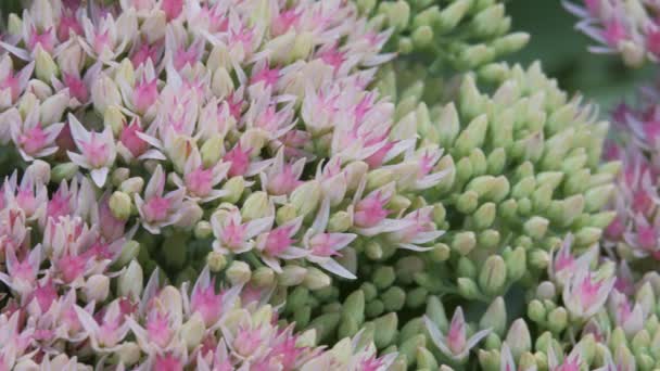 Rosa und weiße Blumen wiegen sich im Wind. Blütenstand einer blühenden Pflanze, einem prominenten Ochitok. — Stockvideo