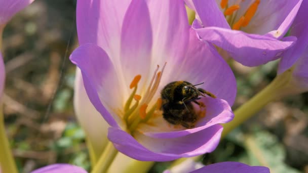 Bumblebee čistí antény a proboscis od pylu. — Stock video