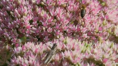 Crassulaceae sonbaharı. Çekirge ve bir arı sonbahar bahçesinde beyaz ve pembe renkte oturuyorlar..