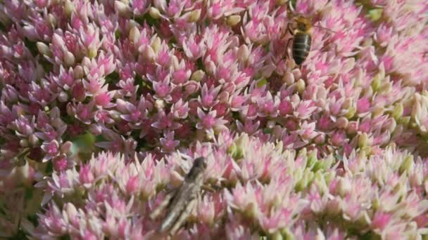 Crassulaceae automne. Sauterelle et une abeille sont assis sur une fleur de jardin d'automne de couleur blanche et rose. — Video