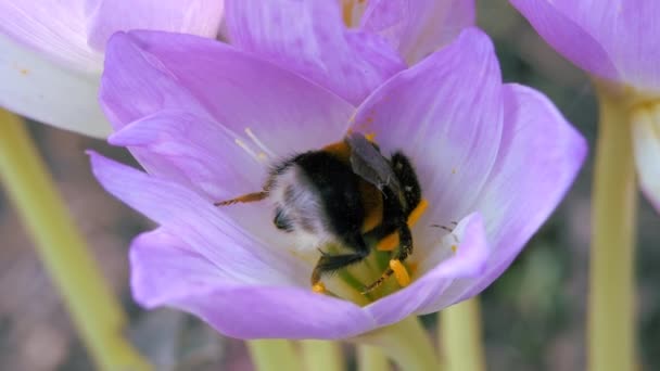 Hommel verzamelt stuifmeel van een blauwe herfst bloem. — Stockvideo