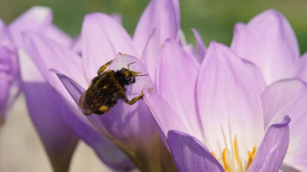 Örümcek ve yaban arısı mavi bir sonbahar çiçeğinden polen topluyor. Böcek ağa takıldı.. — Stok video