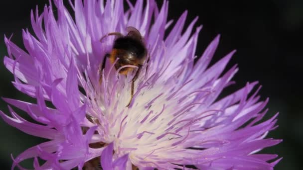 Bumblebee zbiera nektar i pyłek z jesiennego błękitu. — Wideo stockowe