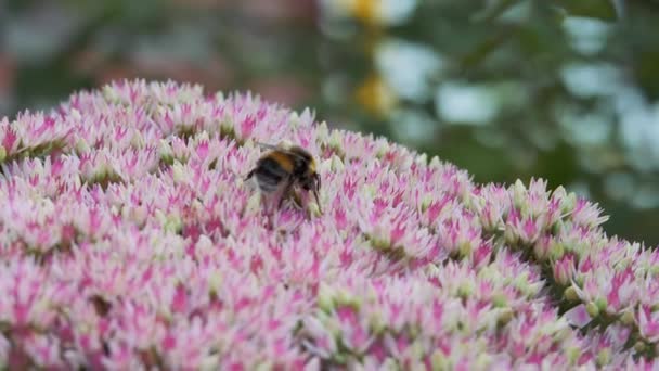 Bumblebee sitter pÃ ¥en hÃ ¶ st trÃ ¤dgÃ ¥rd blomstÃ ¤llning av vitrosa fÃ ¤rg och samlar pollen och nektar frÃ ¥n blomman. Crassulaceae höst. — Stockvideo