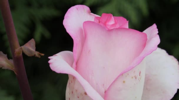 Caméra se déplace le long du bourgeon d'une rose de jardin rouge. — Video