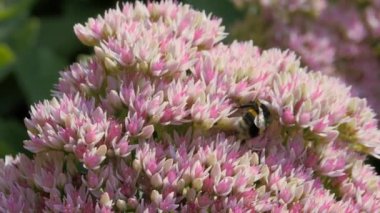Bumblebee sonbahar bahçesinde beyaz-pembe rengin tonlamasında oturur ve çiçekten polen ve nektar toplar. Crassulaceae sonbaharı.