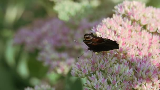 Oeil de paon papillon et une abeille sur des fleurs roses et blanches se balançant dans le vent. — Video