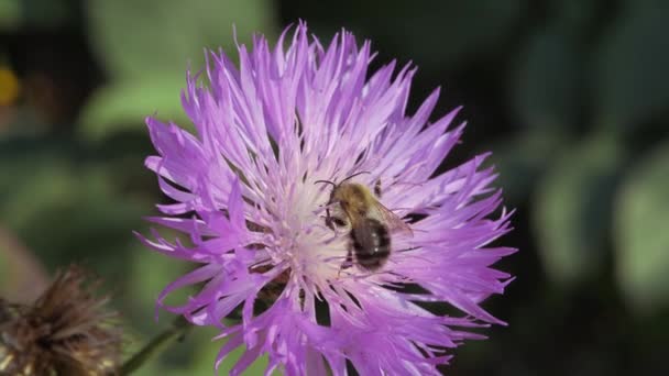 Hommel verzamelt nectar en stuifmeel uit herfstblauw. — Stockvideo