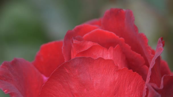 Aparat porusza się wzdłuż pąka czerwonej róży ogrodowej. — Wideo stockowe