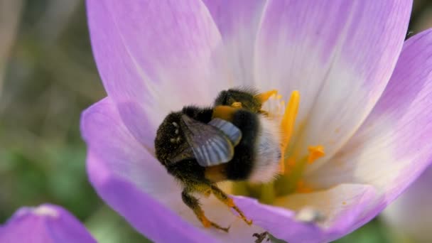 Bumblebee collects pollen from a blue autumn flower. — Stock Video