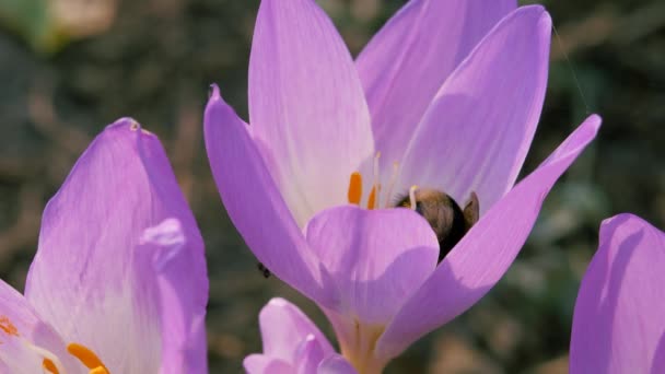 Ριγέ μύγα και μια μέλισσα συλλέγουν γύρη από ένα μπλε λουλούδι του φθινοπώρου. — Αρχείο Βίντεο