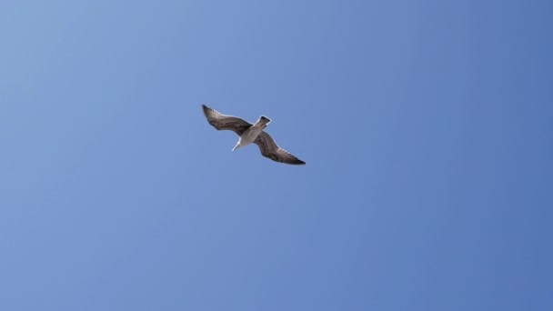 Flight of a seabird against a clear blue sky. — Stock Video