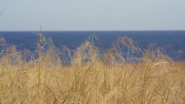 Gele steppe gras zwaait in de wind tegen de achtergrond van de zee. — Stockvideo