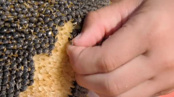 Seleção de sementes de girassol pelas mãos de uma criança. — Vídeo de Stock