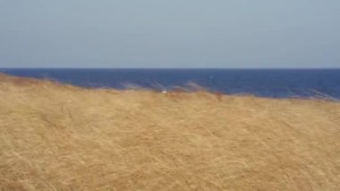 Sarı bozkır rüzgarda sallanıyor denizin arka planında.