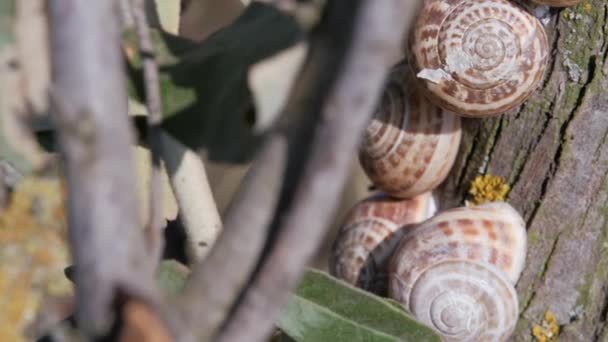 Escargots accrochés à l'écorce de l'arbre, le loch est argenté. — Video