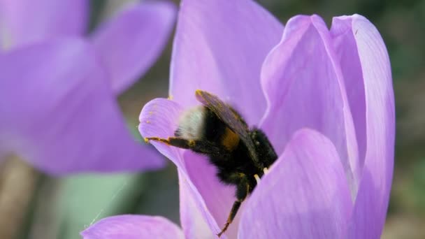 Yaban arısı mavi bir sonbahar çiçeğinden polen toplar.. — Stok video