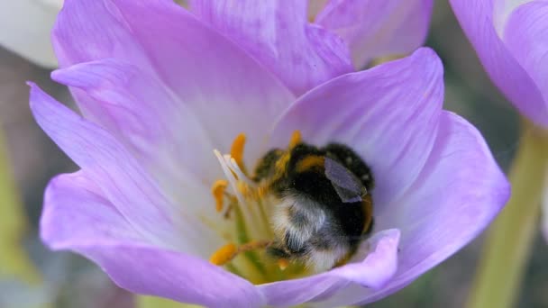 Bumblebee mengoleksi serbuk sari dari bunga musim gugur biru. — Stok Video