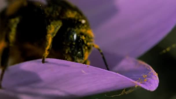 Yaban arısı mavi bir sonbahar çiçeğinden polen toplar. Böcek ağa takıldı.. — Stok video