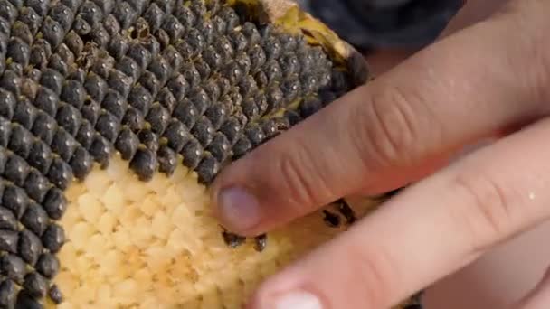 Selección de semillas de girasol por las manos de un niño. — Vídeos de Stock