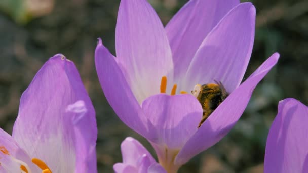 Полосатая муха и шмель собирают пыльцу с голубого осеннего цветка. — стоковое видео