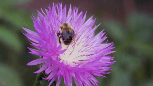 Čmelák sbírá nektar a pyl z podzimní modři. — Stock video