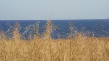 Sarı bozkır rüzgarda sallanıyor denizin arka planında.