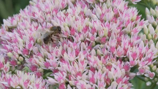Jesień Krassulaceae. Dorosły samotny pszczoła zbieram pyłek z jesienny ogrodowy kwiat biały i różowy kolor. — Wideo stockowe