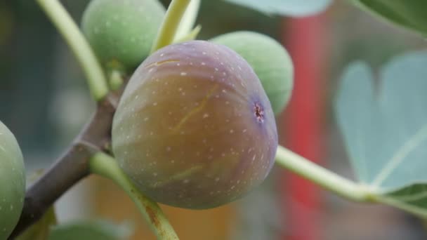 Frutta di fico su un ramo di albero. — Video Stock