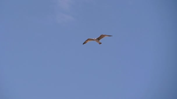 澄んだ青い空に対する海鳥の飛行. — ストック動画