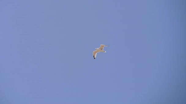 Flight of a seabird against a clear blue sky. — Stock Video