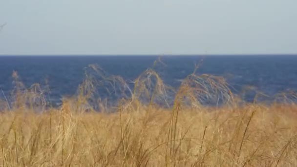 海を背景に風に揺れる黄色の草原. — ストック動画