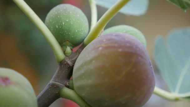 Ağaç dalında incir meyveleri. — Stok video
