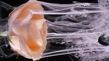 Yaşayan krema çiçeği suda çözünen boya derelerinde güldü..