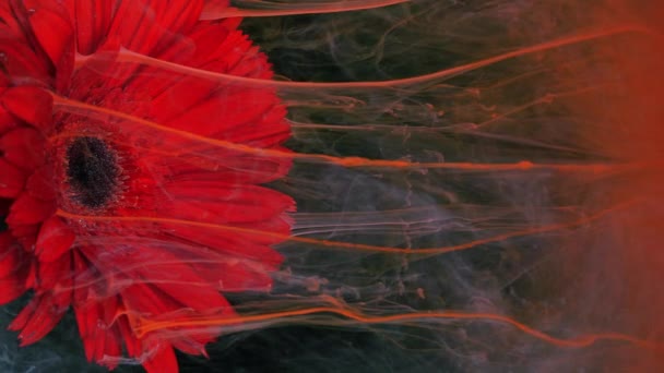Levende bloem van rode gerbera in wateroplosbare verfstromen. — Stockvideo